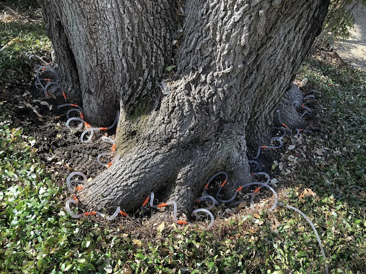 Detailed Tree Cabling and Bracing job site in Lees Summit